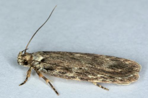 Depressaria sp.